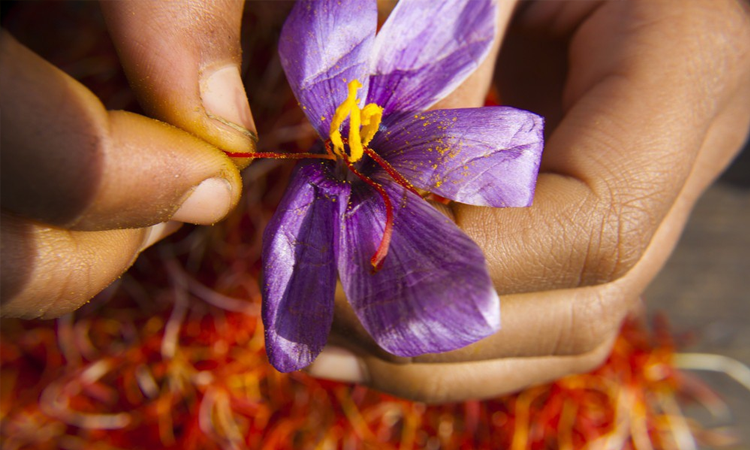 Cận cảnh tách lấy nhụy hoa nghệ tây (saffron)